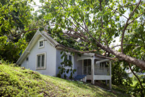 insurance for fallen tree