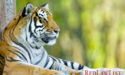 Texas exotic pet law
